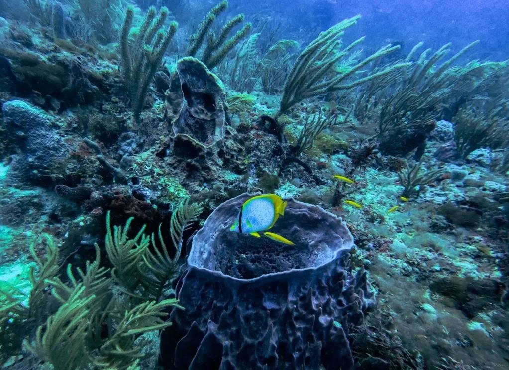 Sustainable Marine Management